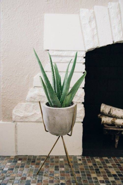 Aloe vera plant.jpg