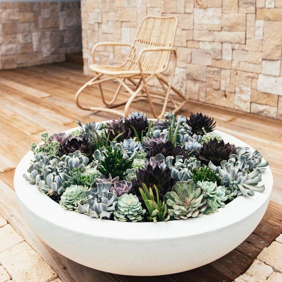 succulent plants in a bowl